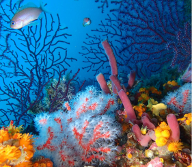 Biodiversidad