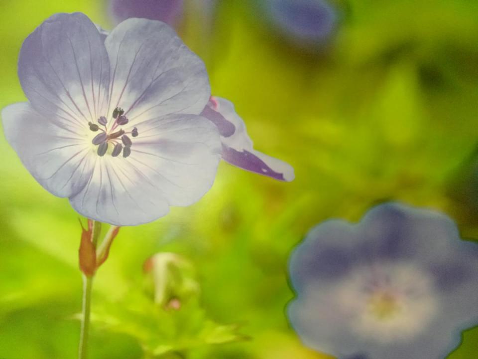 Detalle | Fotografía Corona Flores