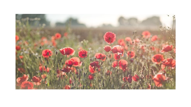 foto amapolas